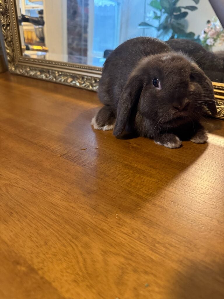Explore bunnies for adoption near me - adopt a nearby bunny today.