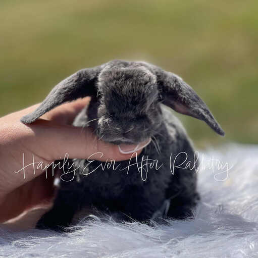 Sweet baby Holland Lop rabbits available for adoption