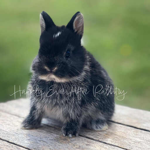 Purebred Netherland Dwarf rabbit for sale, compact and gentle, great for indoor pets and small spaces.