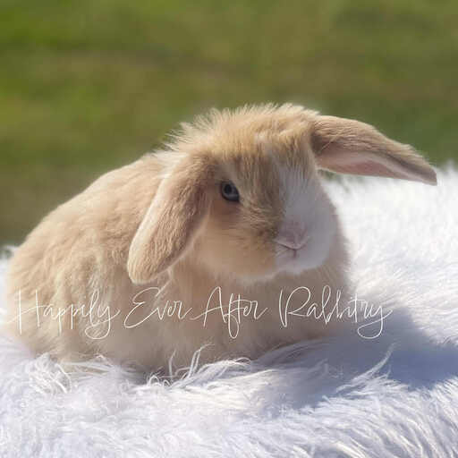 Find Your Perfect Bunny - Holland Lop for Adoption