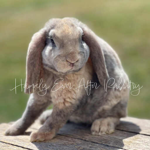 Local Mini Plush Lop Bunnies for Sale Near You