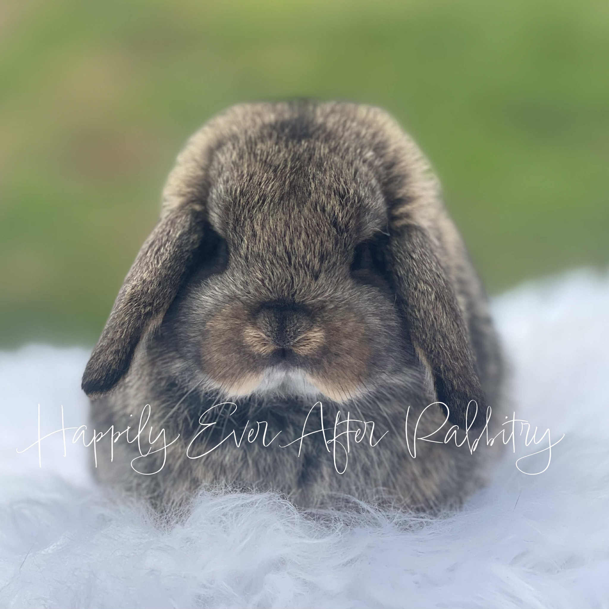 Find Your Perfect Bunny - Mini Lop for Adoption