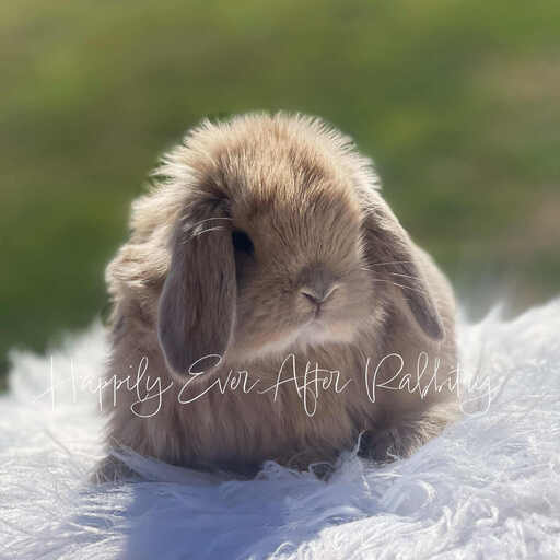Adorable baby Holland Lop bunnies for sale with soft fur and floppy ears, ready for loving homes