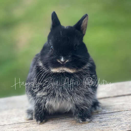 Cute Netherland Dwarf rabbit available for sale, known for its tiny size and playful nature. Perfect pet for families and rabbit enthusiasts.