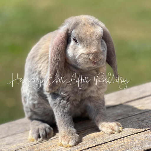 Local Mini Plush Lop Bunnies for Sale Near You