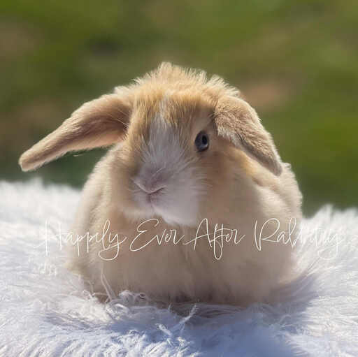 Find Your Perfect Bunny - Holland Lop for Adoption