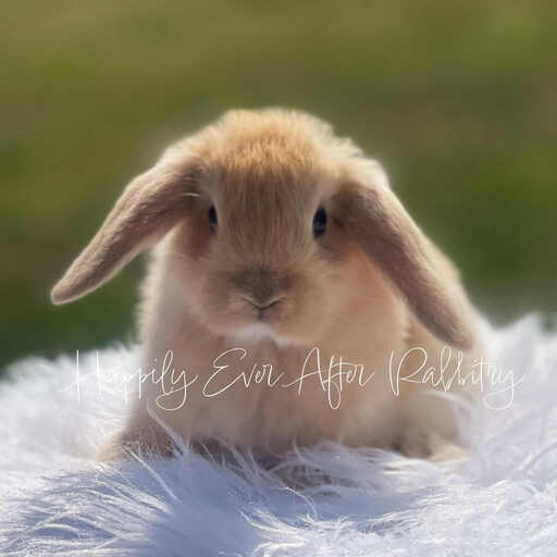 Furry bundles of joy looking for a home - Check out our rabbits for sale!
