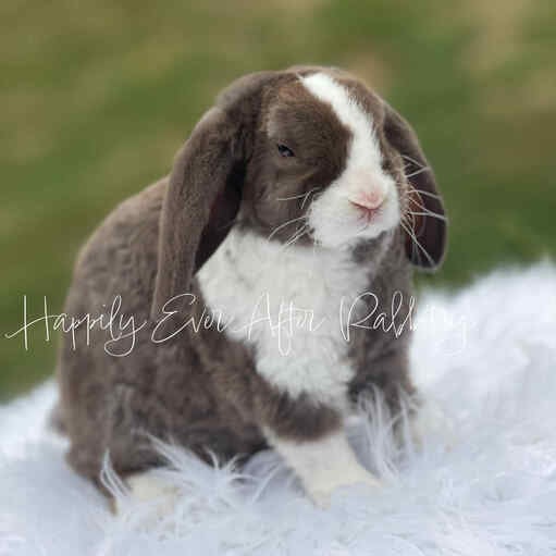 Explore charming bunnies available for purchase