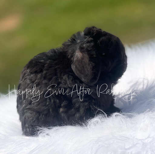 Adorable Mini Plush Lops for sale – find your perfect cuddle buddy!