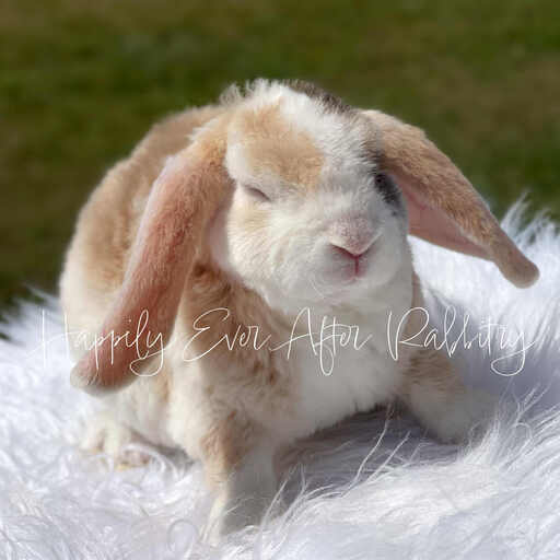 Furry happiness just around the corner - Rabbits for sale near me, ready to join you!