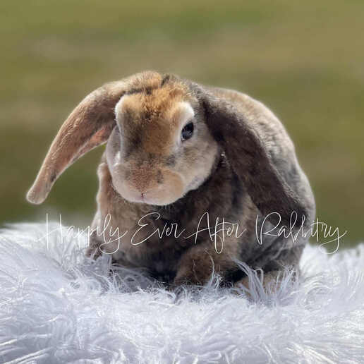 Charming bunnies seeking loving families