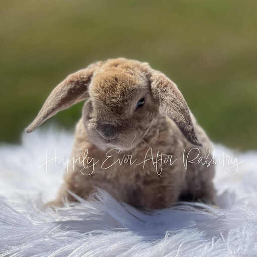 Neighborhood joy found - Adorable rabbits for sale near me, your new buddies!