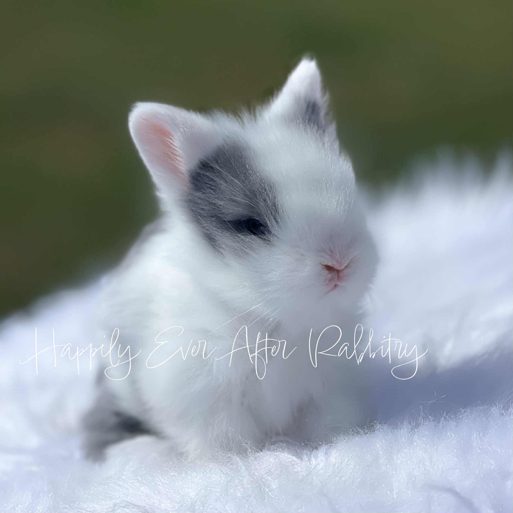 Cherubic bunny in need of a loving family