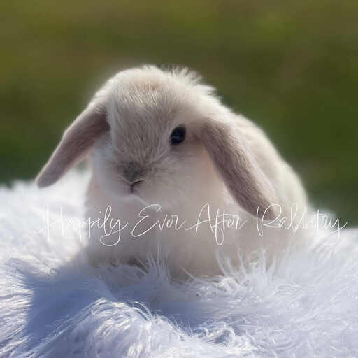 Find Your Ideal Holland Lop Companion for Adoption