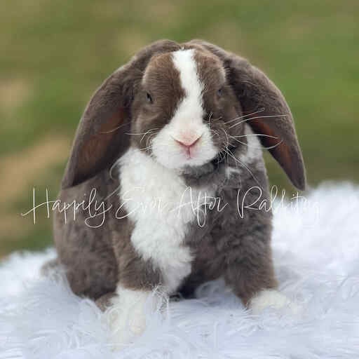 Explore charming bunnies available for purchase