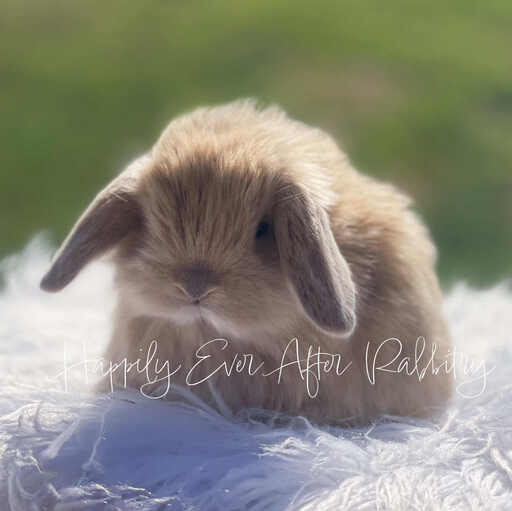 Local Mini Lop Bunnies for Sale Near You