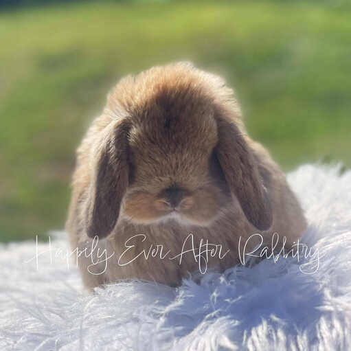Mini Lop Bunnys - Your Perfect Companion Awaits