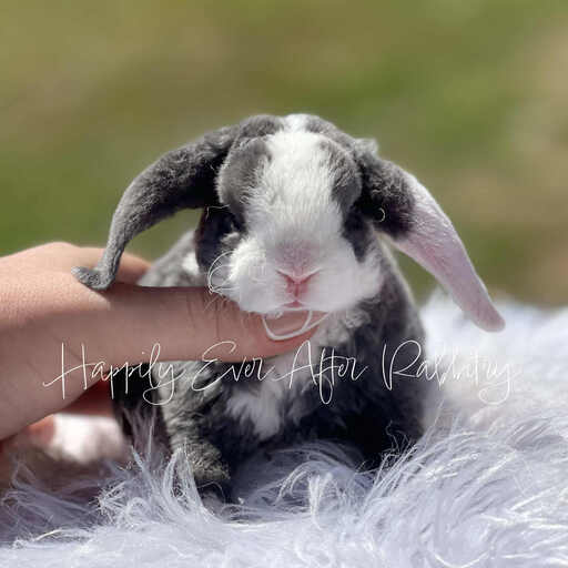 Cute and fluffy bunnies for sale online with nationwide delivery options available