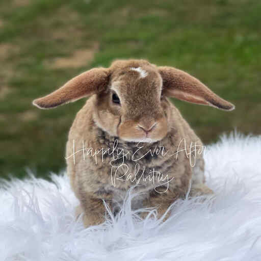 Discover local cuteness - Rabbits for sale near me, your sweet companions nearby!