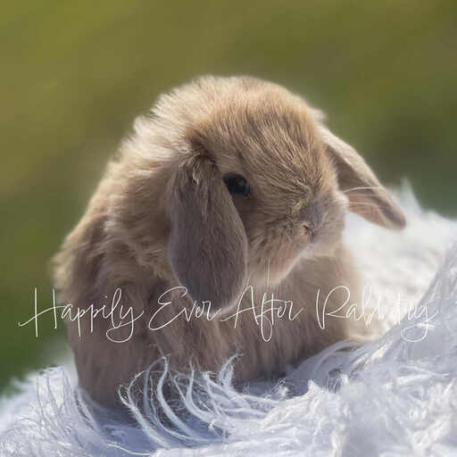 Local Bunnies for Adoption – Discover Joy with Rabbits for Sale Near Me!