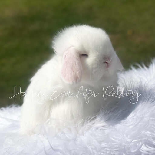 Check Out Our Holland Lops - Perfect Bunnies for Sale