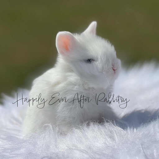Check out our selection of fluffy lionhead rabbits for sale near me