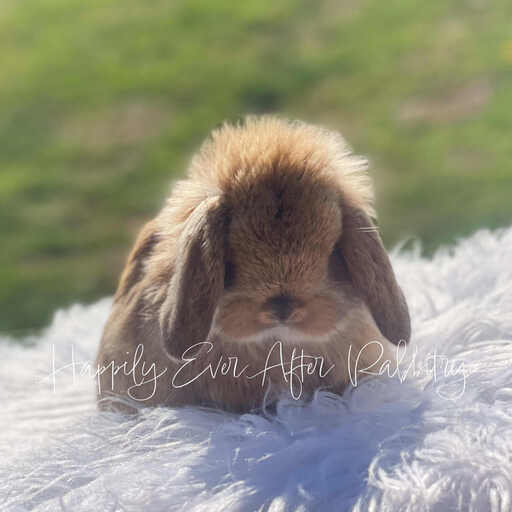Mini Lop Bunnys - Your Perfect Companion Awaits