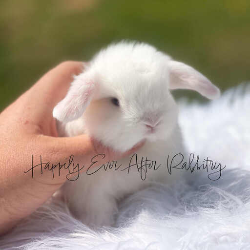 Adorable Holland Lop Bunny Available for Adoption
