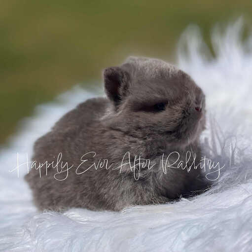 Netherland Dwarf rabbits for sale, great for pet owners looking for a tiny, adorable breed with a gentle temperament.