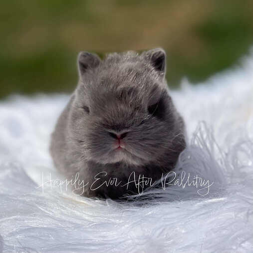 Netherland Dwarf rabbits for sale, great for pet owners looking for a tiny, adorable breed with a gentle temperament.