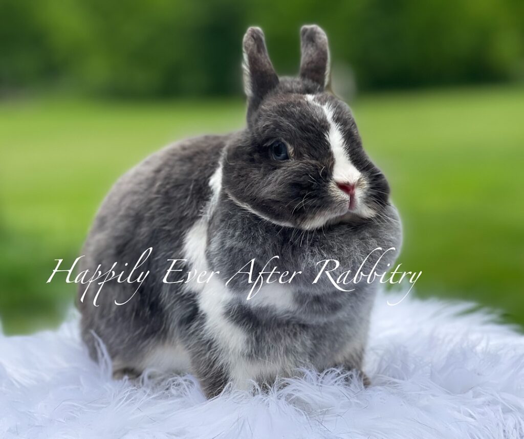 Pocket-Sized Cuteness: Netherland Dwarf Rabbit for Sale, Perfect for Your Home