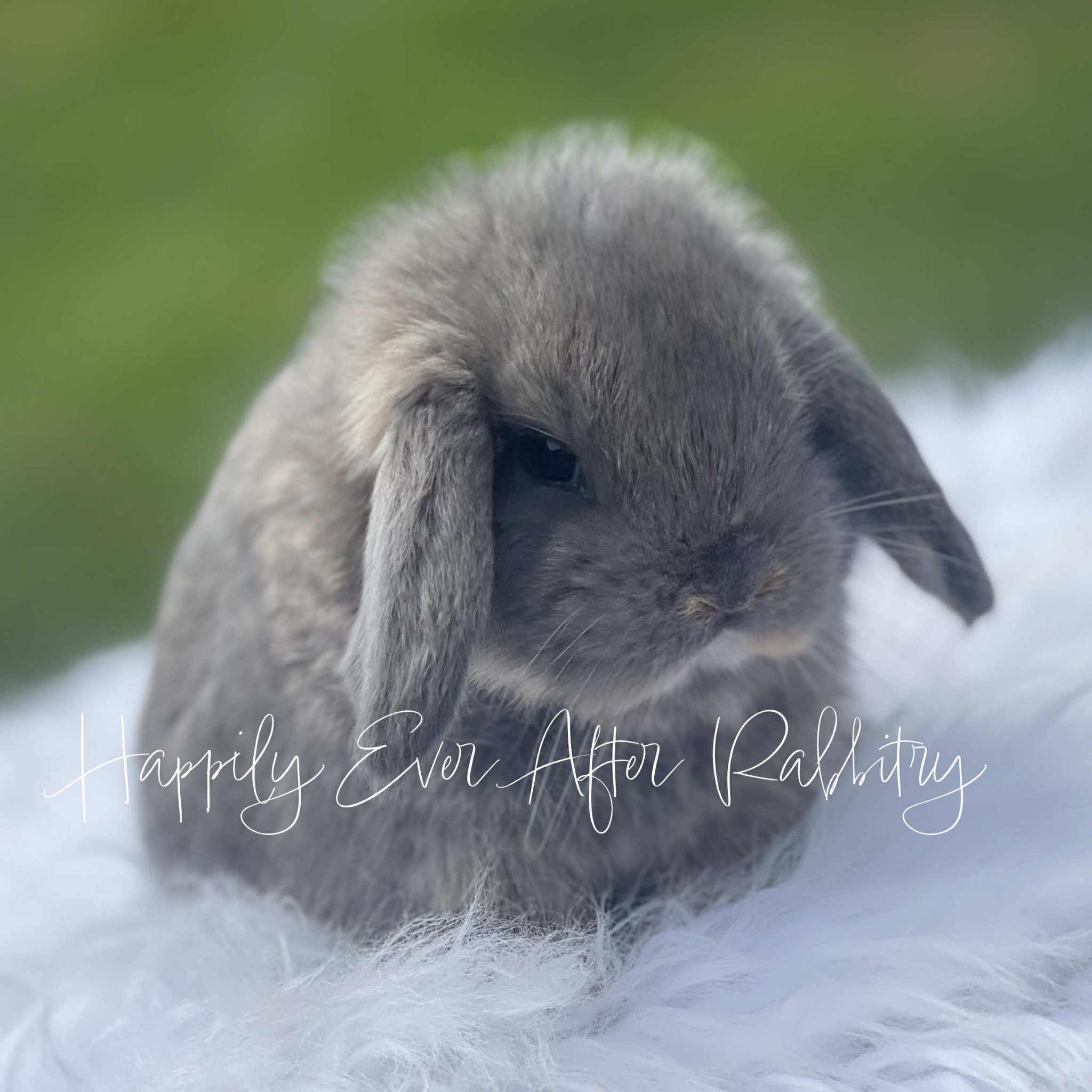 Local Joy: Adorable Rabbits for Sale Near Me – Find Your Furry Friend!