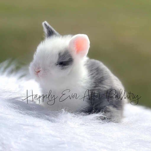Adopt happiness today - Explore our adorable bunny for sale!