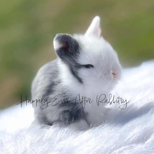 Adopt happiness today - Explore our adorable bunny for sale!