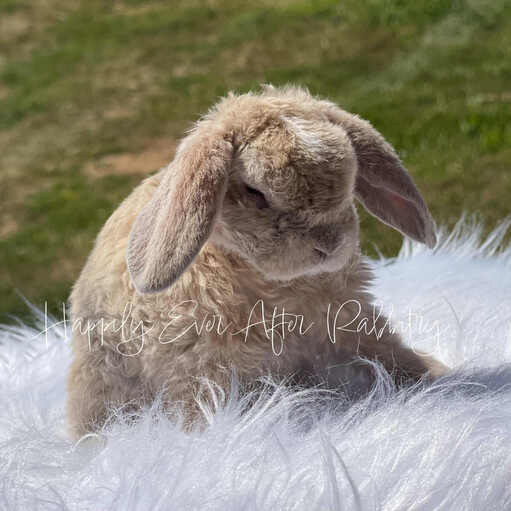 Adorable mini plush lop for sale