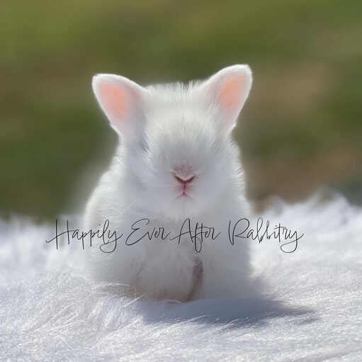 Check out our selection of fluffy lionhead rabbits for sale near me