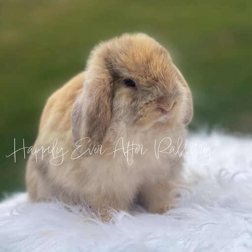 Rabbit Breeders near me 