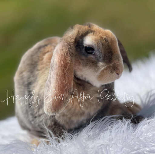 Charming bunnies seeking loving families