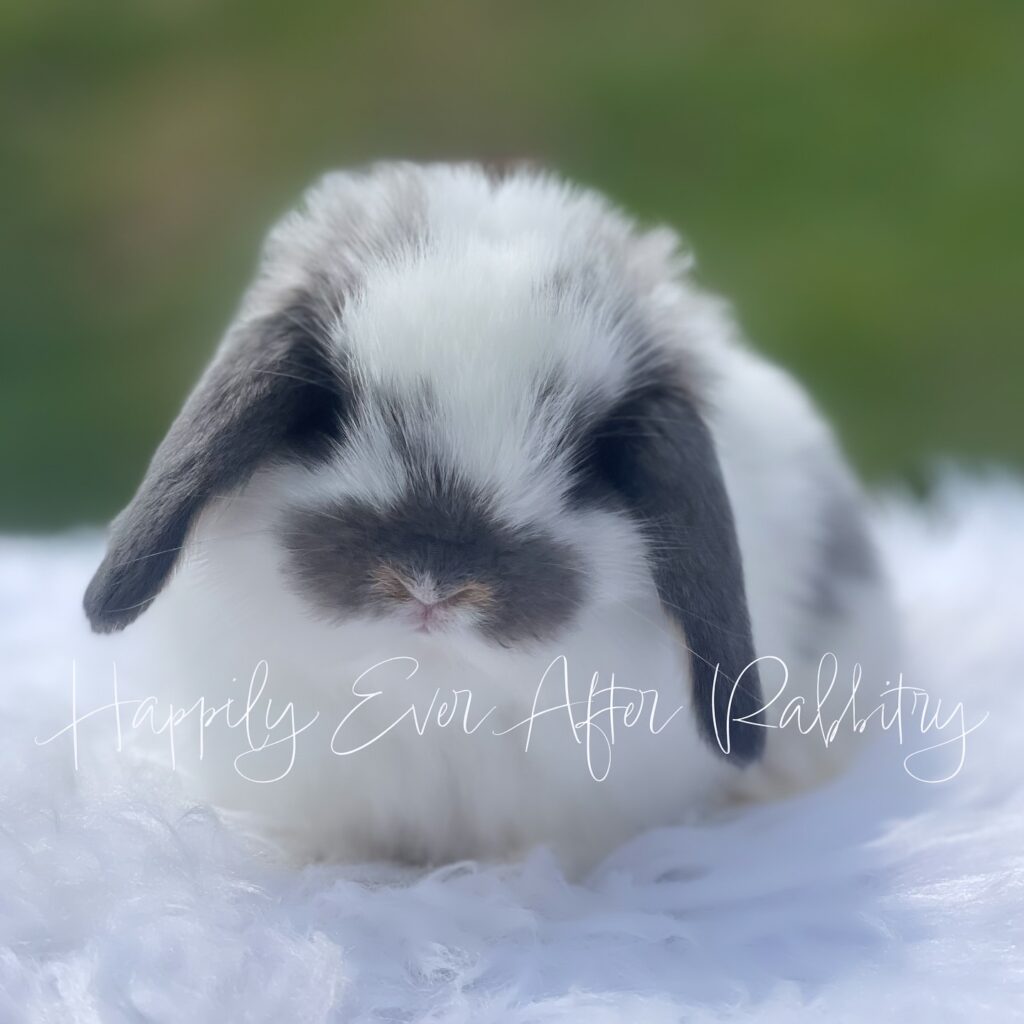 From Warren to Home: Rabbits for Sale Near Me, Your New Furry Family Member