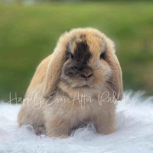 Explore Our Holland Lops - Perfect Bunnies for Sale