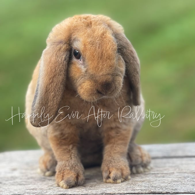 bunny farm near me
