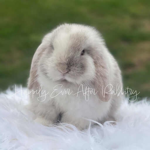 Sweet Holland Lop Bunny Looking for a Forever Home
