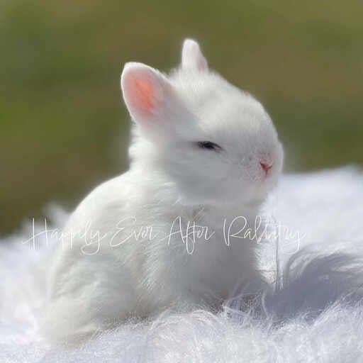 Snuggle up with joy - Bunny for sale, your delightful addition!