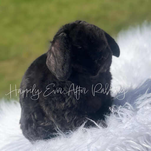 Discover a variety of rabbits looking for new homes