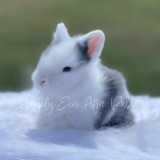 Cherubic bunny in need of a loving family