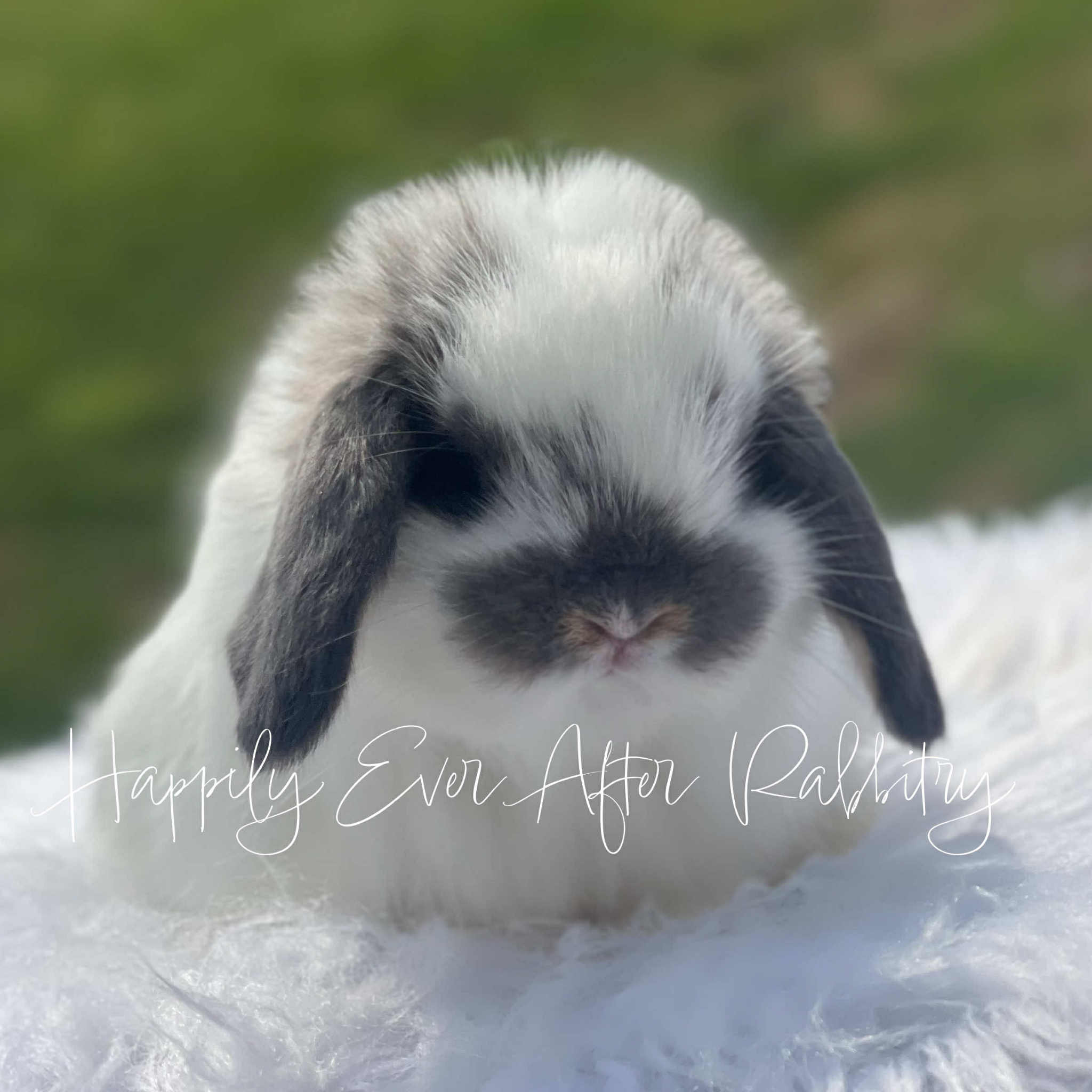 Find Your Perfect Bunny - Mini Lop for Adoption