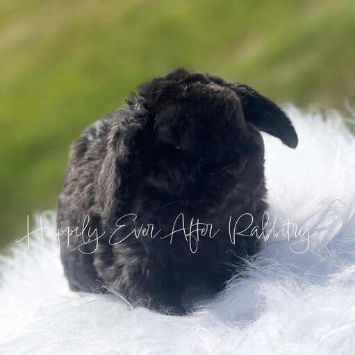 Adorable Mini Plush Lops for sale – find your perfect cuddle buddy!