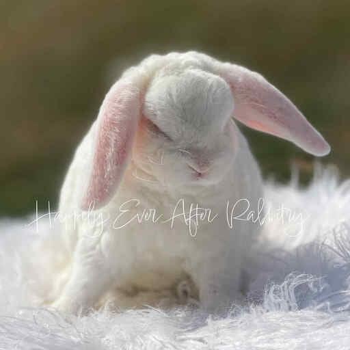 Holland Lop bunnies for sale from trusted rabbit breeder
