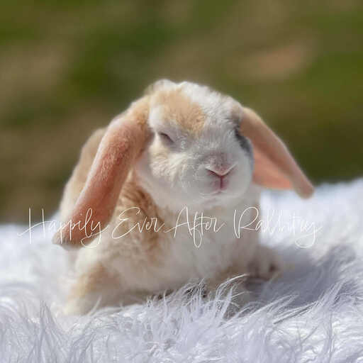 Furry happiness just around the corner - Rabbits for sale near me, ready to join you!