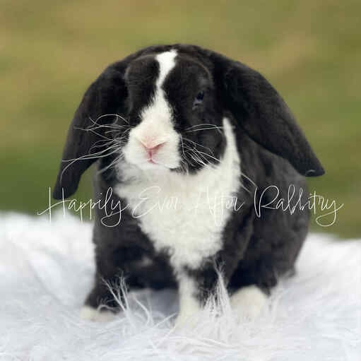 Adopt Your New Bunny Companion - Mini Plush Lop for Sale